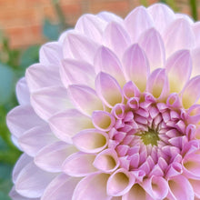 Load image into Gallery viewer, Van Isle Victoria (CAN)