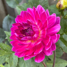 Load image into Gallery viewer, Lyn's Lexi (CAN)