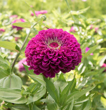 Load image into Gallery viewer, 2026 ZINNIA Seedling Pre-Order