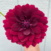 Load image into Gallery viewer, Hollyhill Black Widow