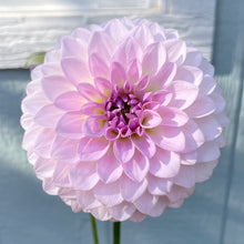 Load image into Gallery viewer, Van Isle Victoria (CAN)