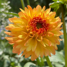 Load image into Gallery viewer, Bowser Adam (CAN)