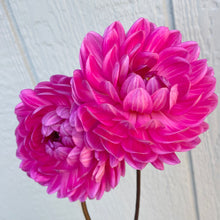 Load image into Gallery viewer, Lyn's Lexi (CAN)