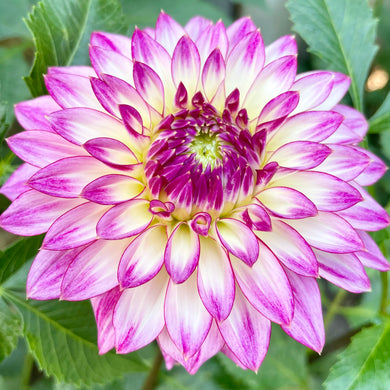 Bloomquist Jody Lynn