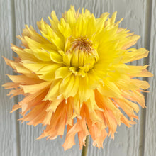 Load image into Gallery viewer, Van Isle Princess (CAN)