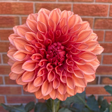 Load image into Gallery viewer, Orange Globe