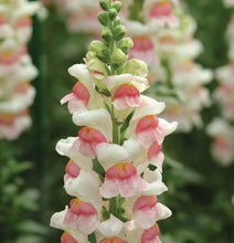 Load image into Gallery viewer, 2026 SNAPDRAGON Seedling Pre-Order