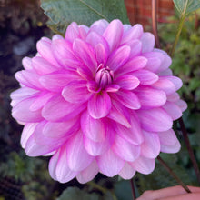 Load image into Gallery viewer, Pink Onesta