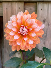 Load image into Gallery viewer, A La Mode