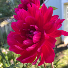 Load image into Gallery viewer, Hollyhill Pandora