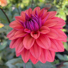 Load image into Gallery viewer, American Dawn