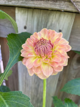 Load image into Gallery viewer, 20th Ave Softer Peach