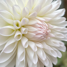 Load image into Gallery viewer, Tahoma Stellar Fellar