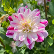 Load image into Gallery viewer, Saint Martin