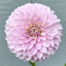 Load image into Gallery viewer, Van Isle Victoria (CAN)