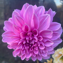 Load image into Gallery viewer, Lavender Perfection
