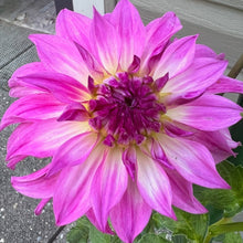 Load image into Gallery viewer, Audacity