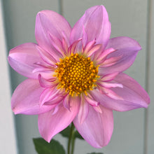 Load image into Gallery viewer, Windyhill Cherry Bloom (CAN)