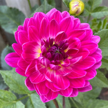 Load image into Gallery viewer, Lyn's Lexi (CAN)