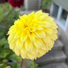 Load image into Gallery viewer, Grandby Sunshine