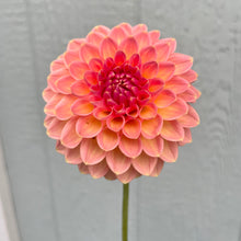 Load image into Gallery viewer, Hillcrest Suffusion