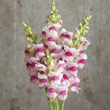 Load image into Gallery viewer, 2026 SNAPDRAGON Seedling Pre-Order