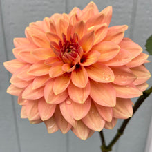 Load image into Gallery viewer, Nicholas
