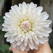 Load image into Gallery viewer, Tahoma Stellar Fellar