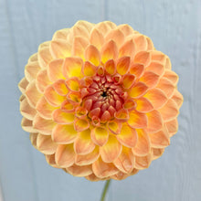 Load image into Gallery viewer, Blyton Softer Gleam