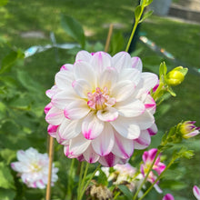 Load image into Gallery viewer, Saint Martin