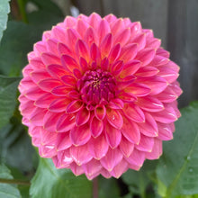 Load image into Gallery viewer, Polventon Kristobel