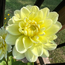 Load image into Gallery viewer, Sunkissed