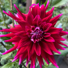 Load image into Gallery viewer, AC Dark Horse