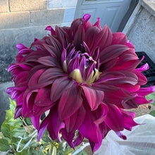 Load image into Gallery viewer, Black Magic