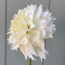 Load image into Gallery viewer, Ash Hillie (CAN)