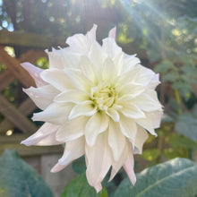 Load image into Gallery viewer, Bloomquist Compare