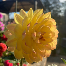 Load image into Gallery viewer, Bracken Lorelei