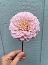 Load image into Gallery viewer, Ash Wedding (CAN)