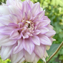 Load image into Gallery viewer, Clearview Debby