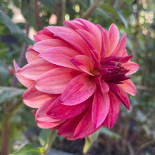 Load image into Gallery viewer, Ms Prissy
