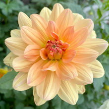 Load image into Gallery viewer, Apricot Desire