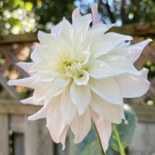 Load image into Gallery viewer, Bloomquist Compare