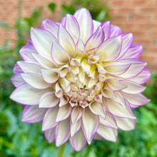 Load image into Gallery viewer, Clearview Debby