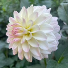 Load image into Gallery viewer, Tahoma Little One