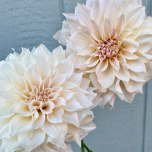 Load image into Gallery viewer, Cafe au Lait