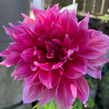 Load image into Gallery viewer, Emory Paul