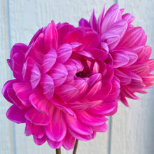 Load image into Gallery viewer, Lyn's Lexi (CAN)