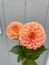 Load image into Gallery viewer, 20th Ave Softer Peach
