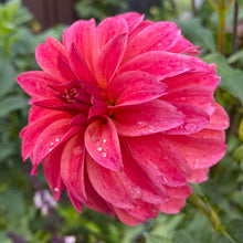 Load image into Gallery viewer, Ms Prissy