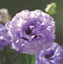Load image into Gallery viewer, 2026 LISIANTHUS Seedling Pre-Order